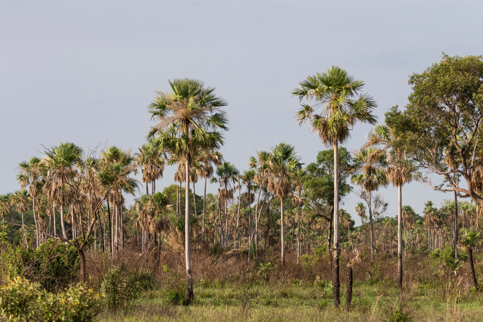 Mato Grosso do Sul: estado tem alta inadimplência com direitos autorais de música